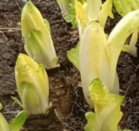 IMG_20241104_105214_022 (1).jpg