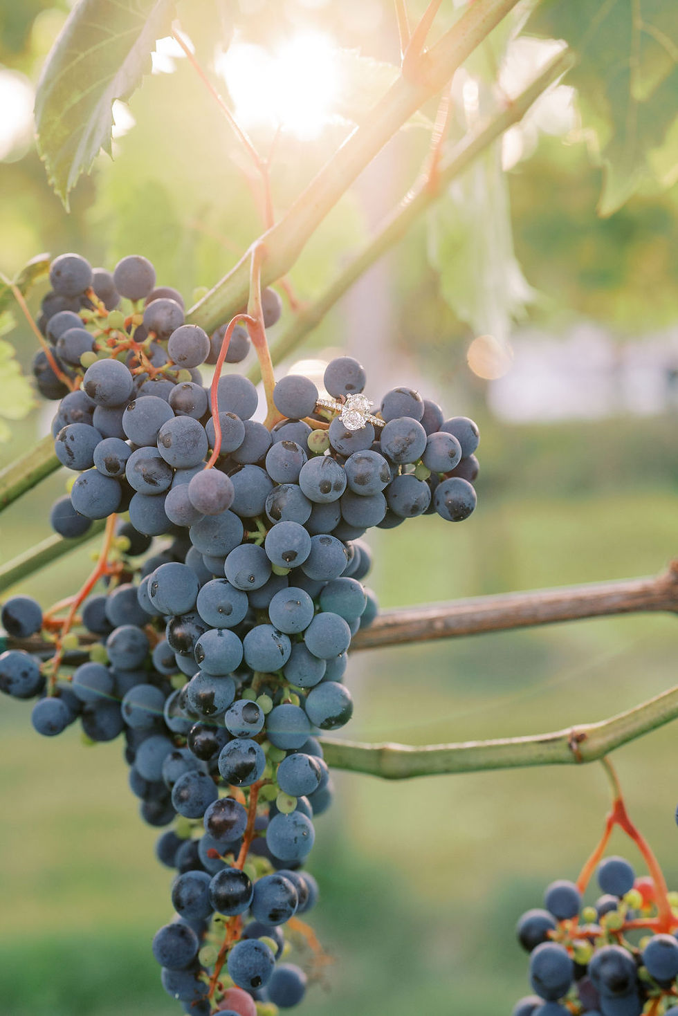 Grapes hanging on a vine with a diamond ring nestled among them. Sunlight filters through leaves in a lush vineyard setting.