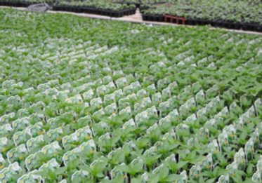 FOREXファーム・野菜苗2.png