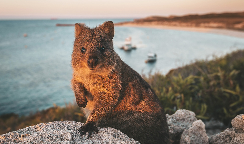 DP_Rottnest-Island_Quokka-scaled.jpg