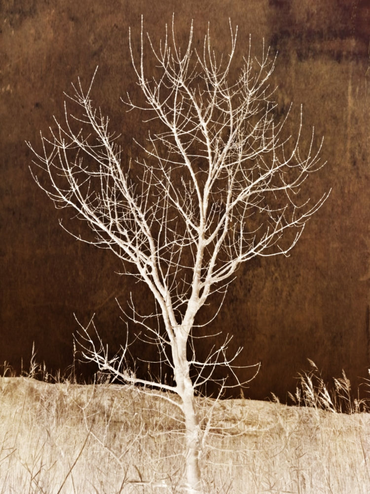 Cosmic tree 1