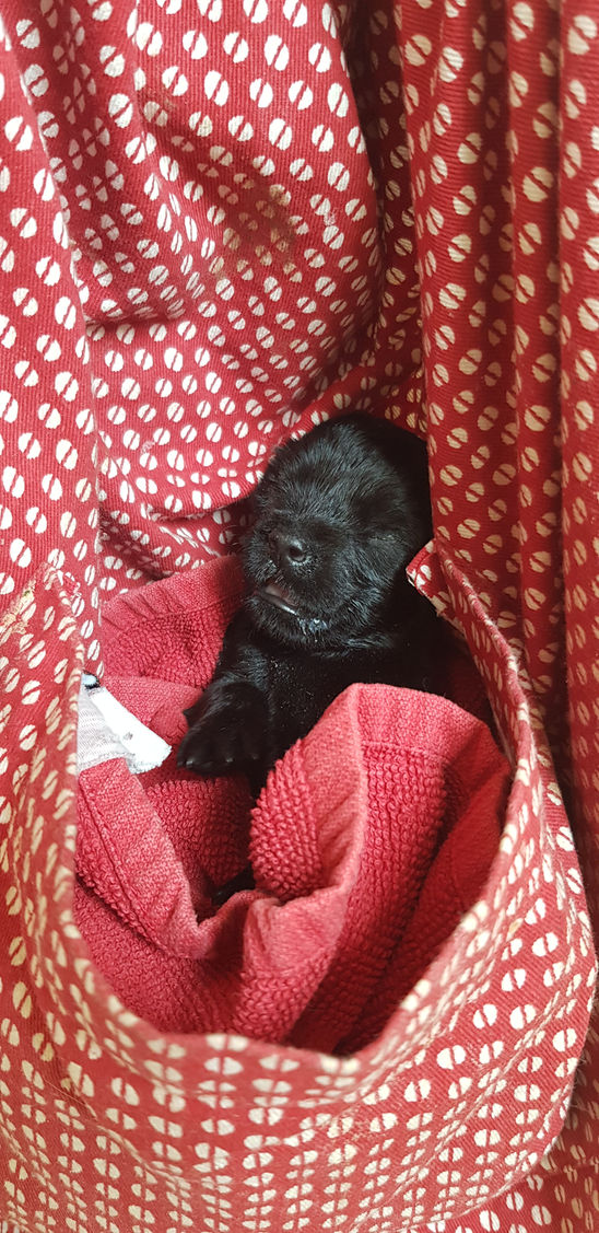 Quelle vie de chien !