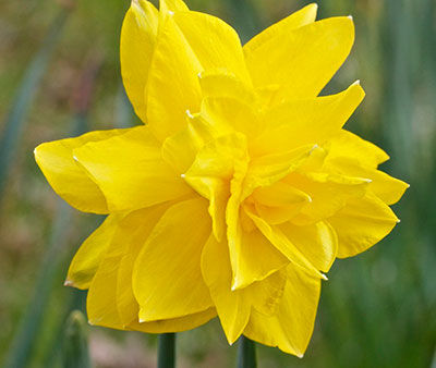 Миниатюра: Нарцисс Golden Ducat (луковицы)