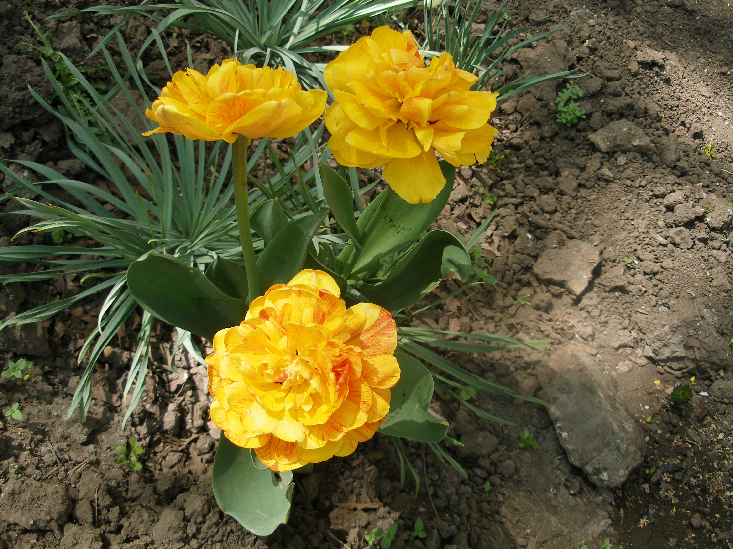 Тюльпан Sunlover