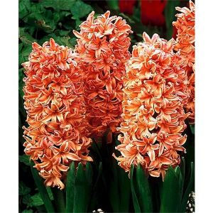 Миниатюра: Гиацинт Gipsy Queen