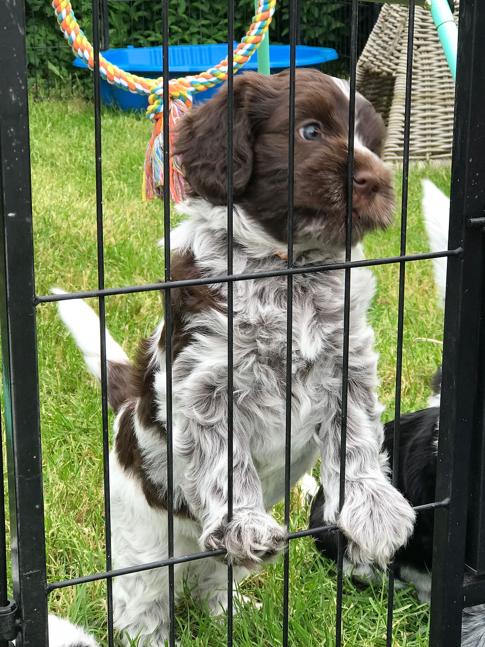 U-Litter Royal Balin's (Rose & Louis) 2023 Day 42-45