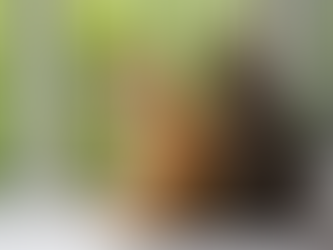 5 dicas para dar um bom lar para o seu gato