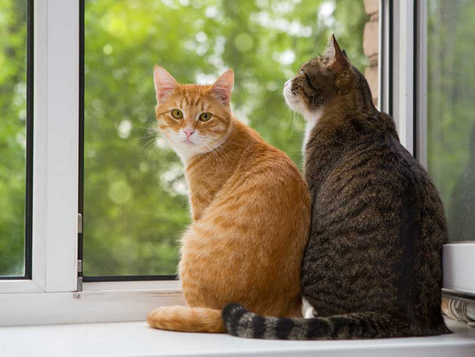 5 dicas para dar um bom lar para o seu gato