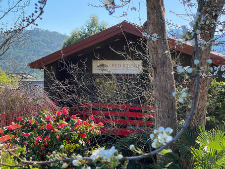 Stepping into Spring Health