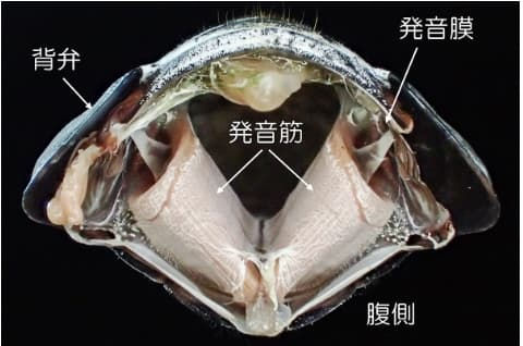 あぶらゼミの発音機構