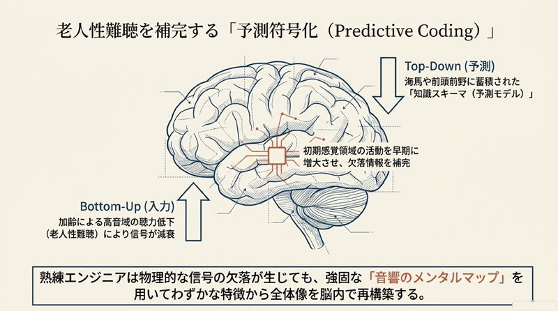 脳の図で「予測符号化(Predictive Coding)」を説明する図。Top-Down/Bottom-Upの矢印、老人性難聴と音響のメンタルマップの説明文がある。