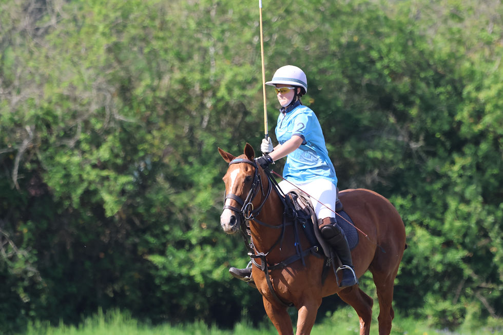 Polo pony in training at Minninnooka Polo & Riding School, Surrey