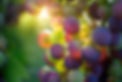 grapes-g8a30d60d4_1920.jpg