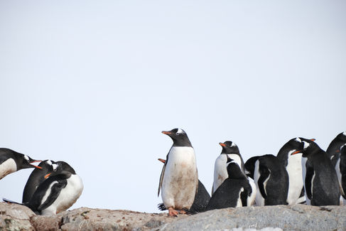Penguins in Antarctica
