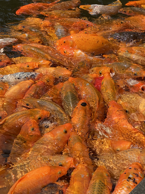 Koi Fish.png