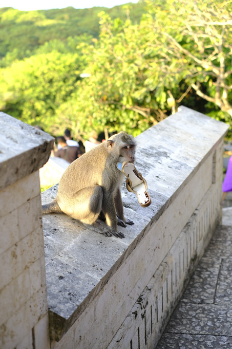 Monkies.JPG