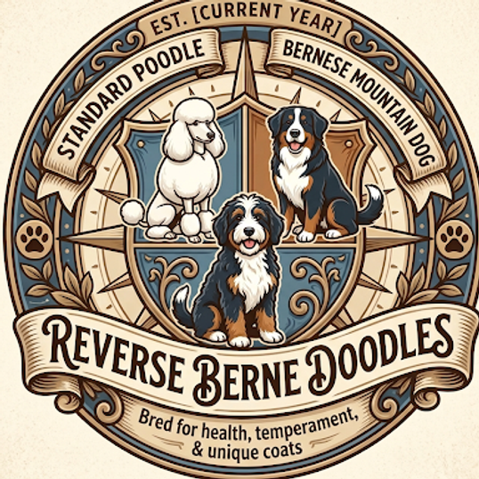 Bernedoodle