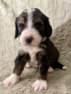 Bernedoodle Puppy