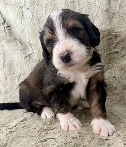 Bernedoodle Puppy