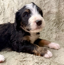 Bernedoodle Puppy