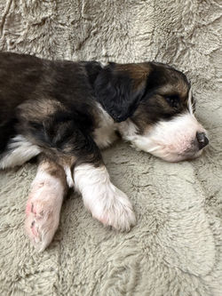 Standard Bernedoodle