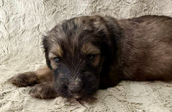 F1 Standard Bernedoodle