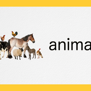 Animals