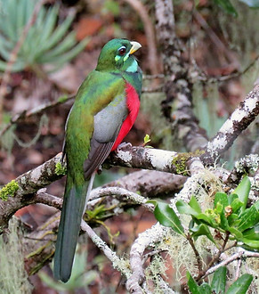Narina Trogon