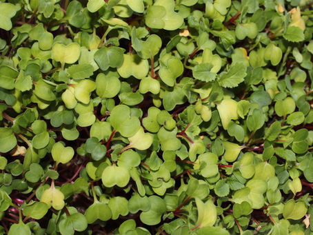🔥 Grow Guide: Pungent & Quick Mustard Microgreens