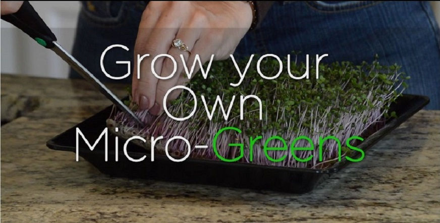 Thumbnail: Microgreen Kitchen Grow Kit
