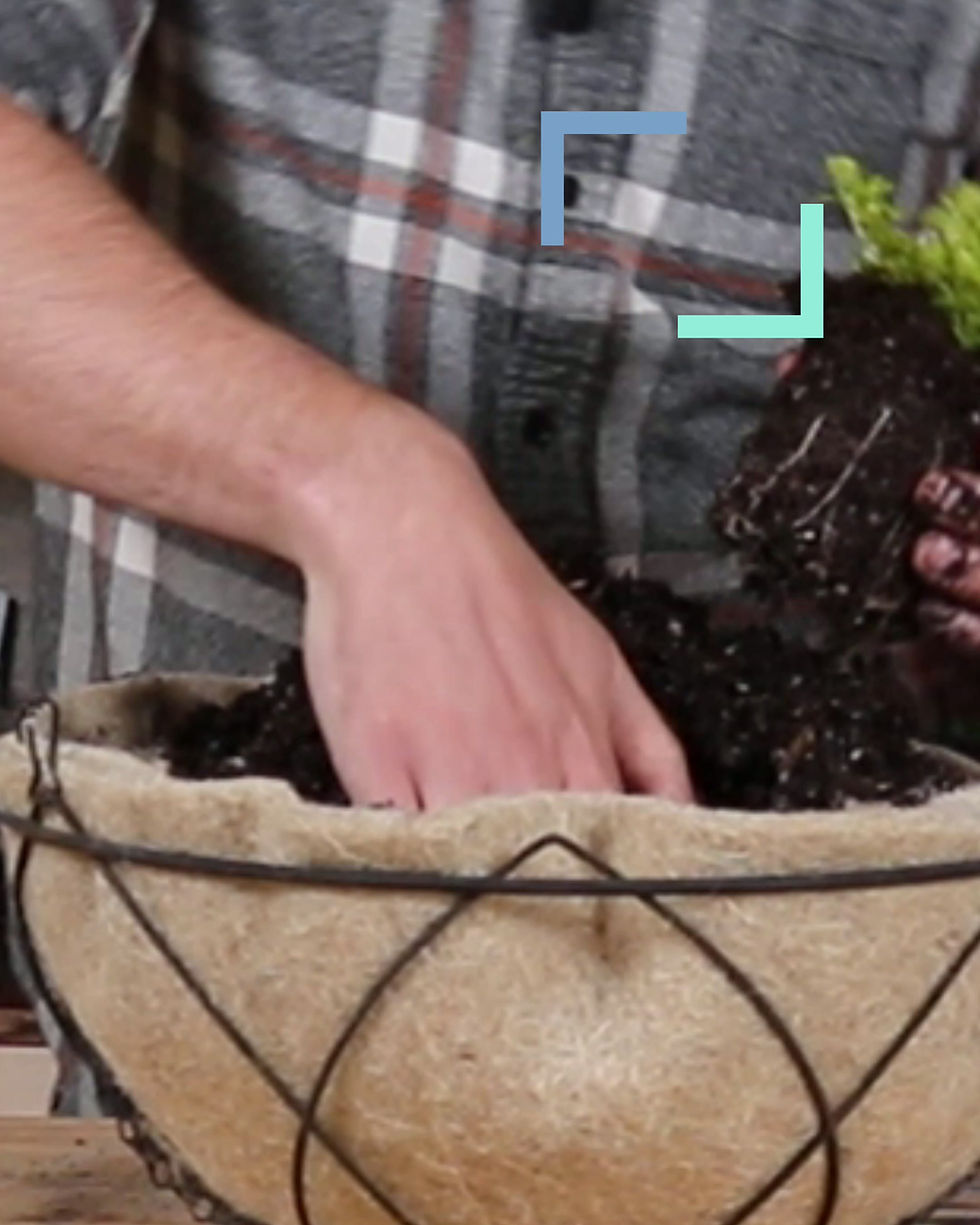 Thumbnail: Hanging Flower Basket Liner