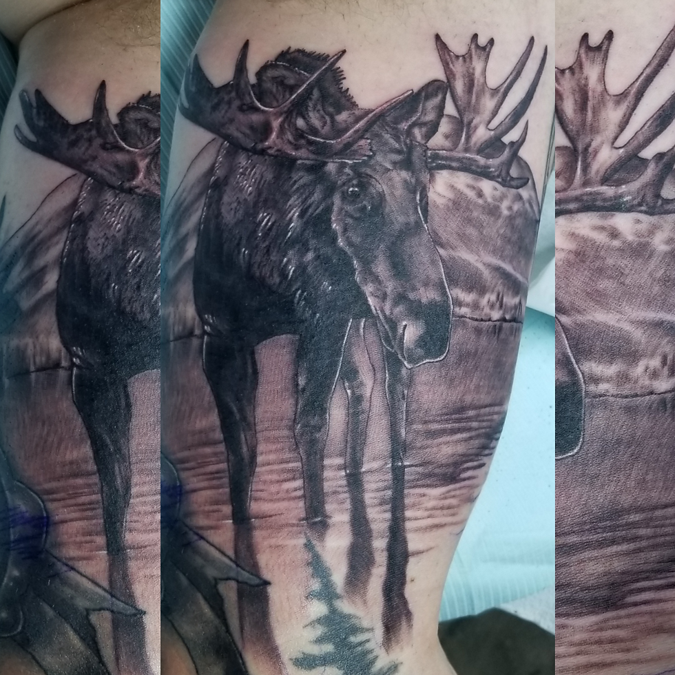 Moose