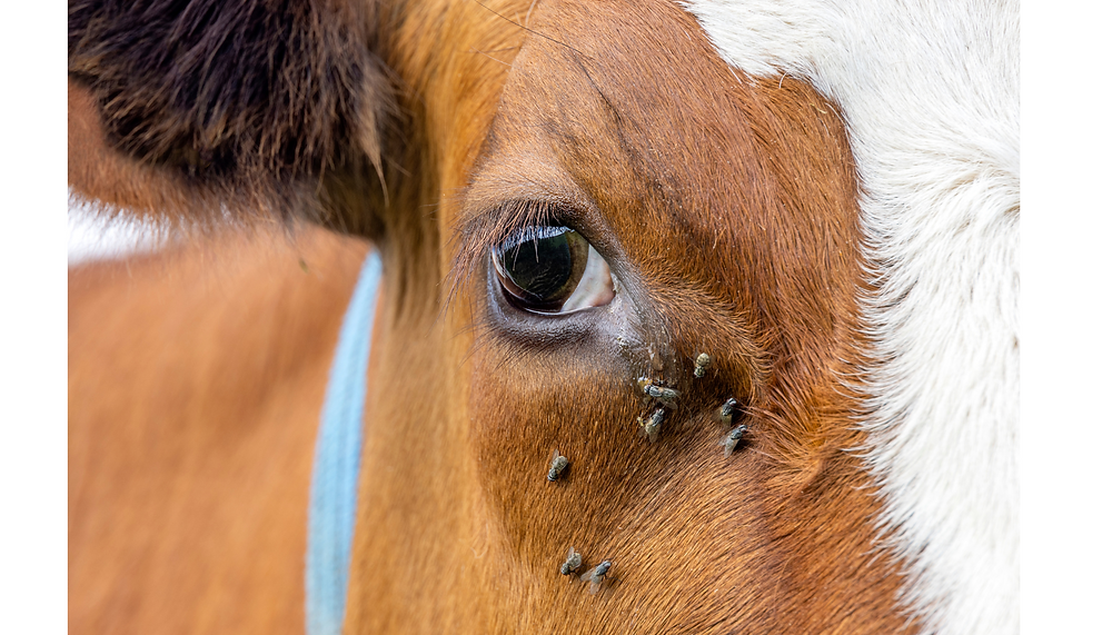 Bull Fly Insect Are Nasty Flies Getting in the Way of Your Bull's Eye?