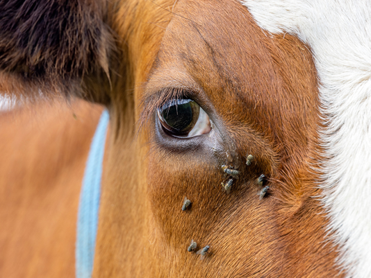 Are Nasty Flies Getting in the Way of Your Bull's Eye?
