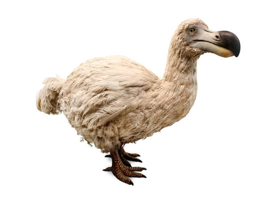 Dodo Bird
