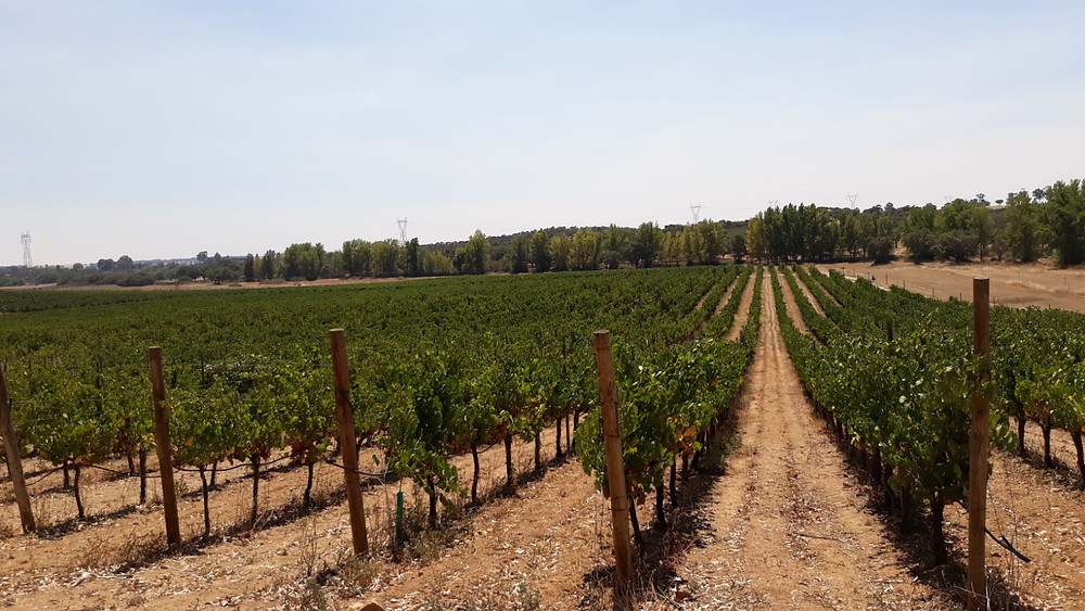 Vinhas Herdade de Calada