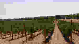 Vinhas Herdade de Calada