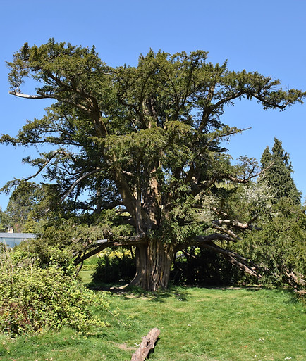 yew tree.jpg