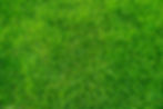 Green grass texture Field of green grass, a lawn in spring Background of color grass Close