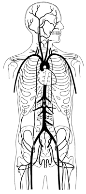 arteries1.gif