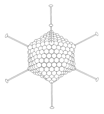 virus2.gif