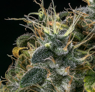 "Makroaufnahme einer CBD-Blüte mit Trichomen, die die Qualität und Detailgenauigkeit der Produkte von Canativa zeigen."