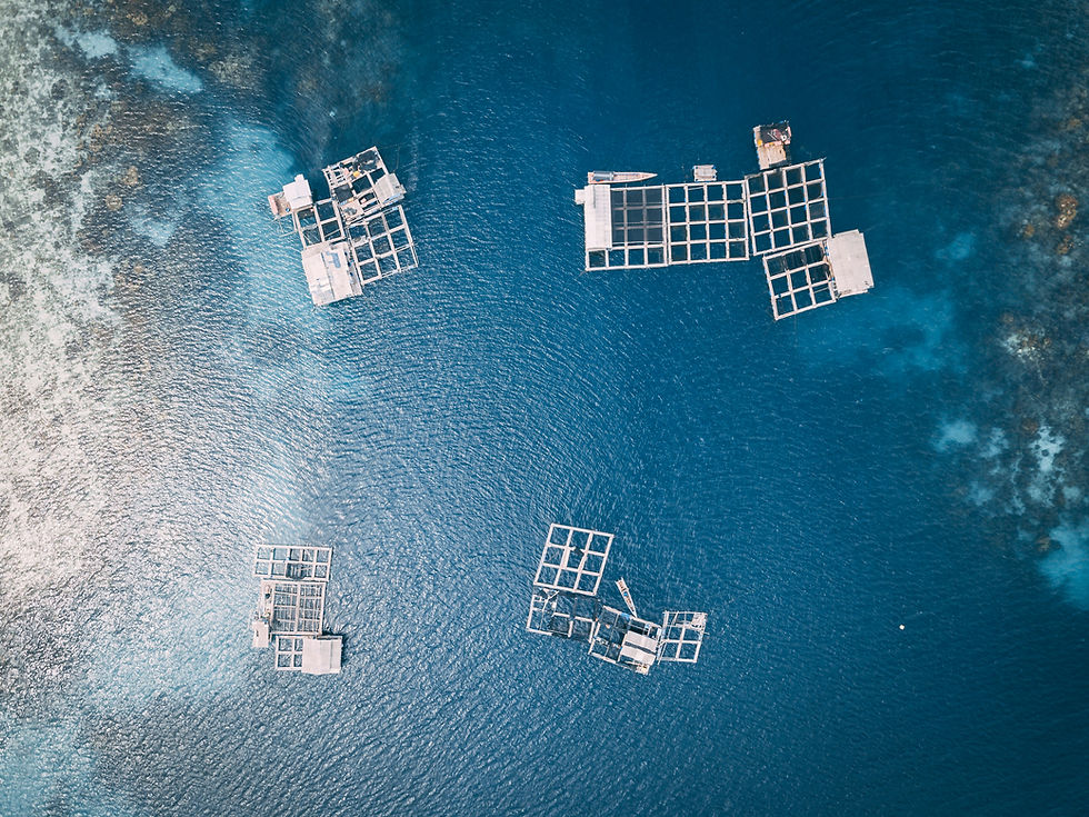 Aquaculture oyster farming