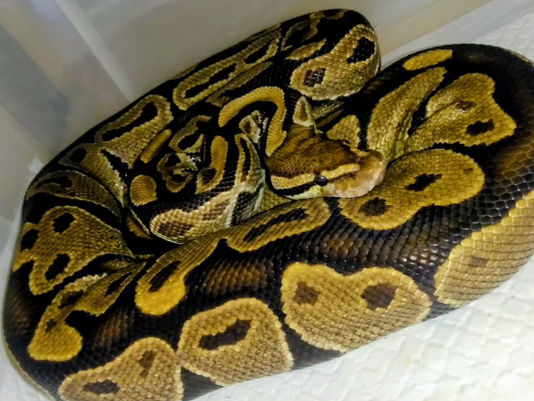 もぅー!歳で無理か⁉️