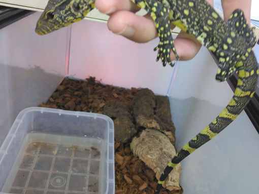 ある意味、有名人級…