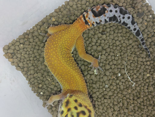 桜舞う入学時期なのでッ!!!