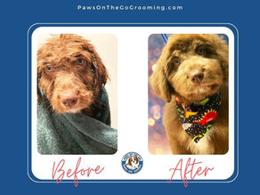 How to choose a dog groomer