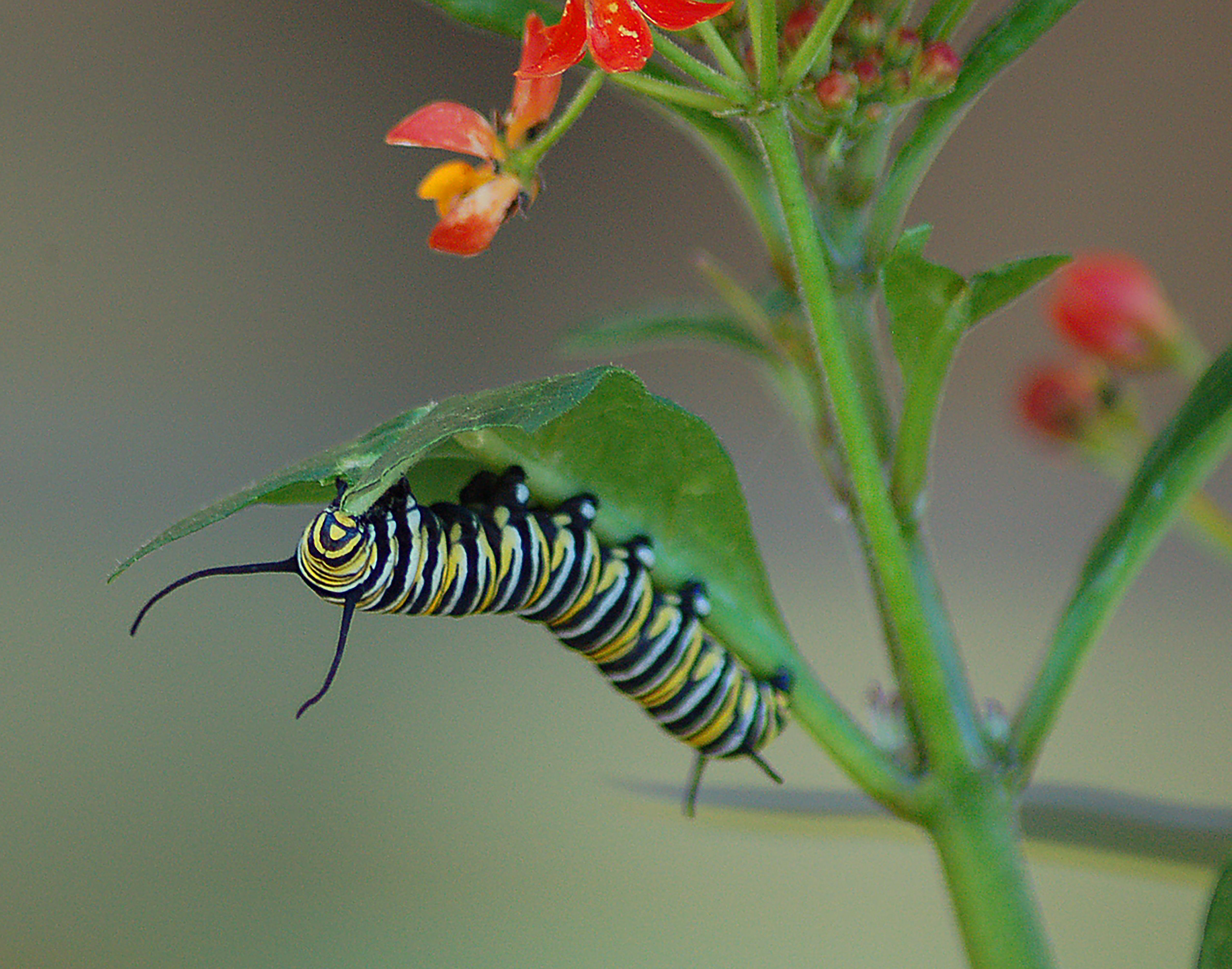 Caterpillar Munchies