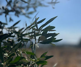 Εξαιρετικό οικόπεδο στο μαγευτικό χωριό Κουτουλουφάρι