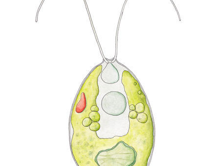 Artbeschreibung der Chlamydomonas reinhardtii